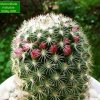 Mammillaria_ matudae_ 04